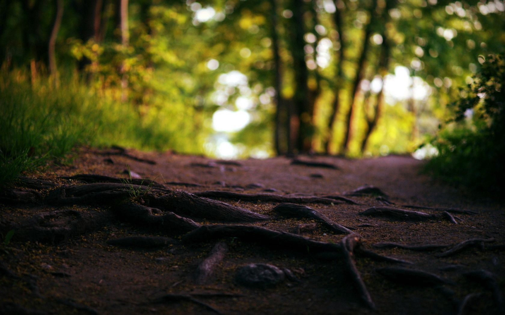 roots, trees, textures, path, wood, earth