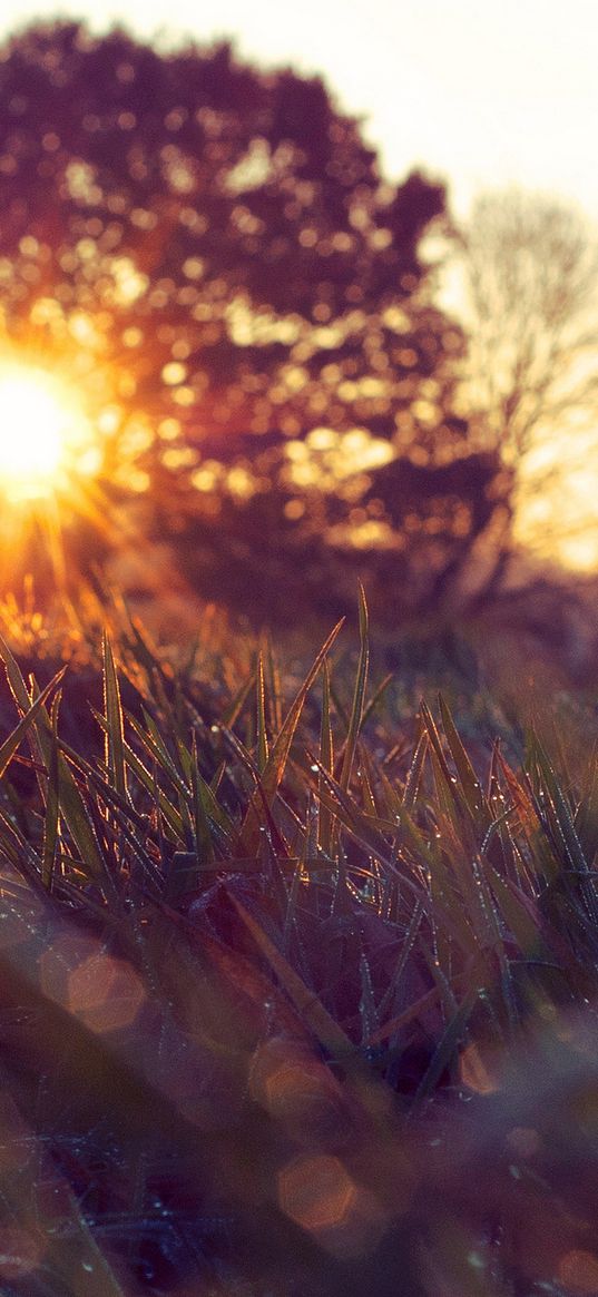 sun, disk, branches, tree, grass, foreground, focusing