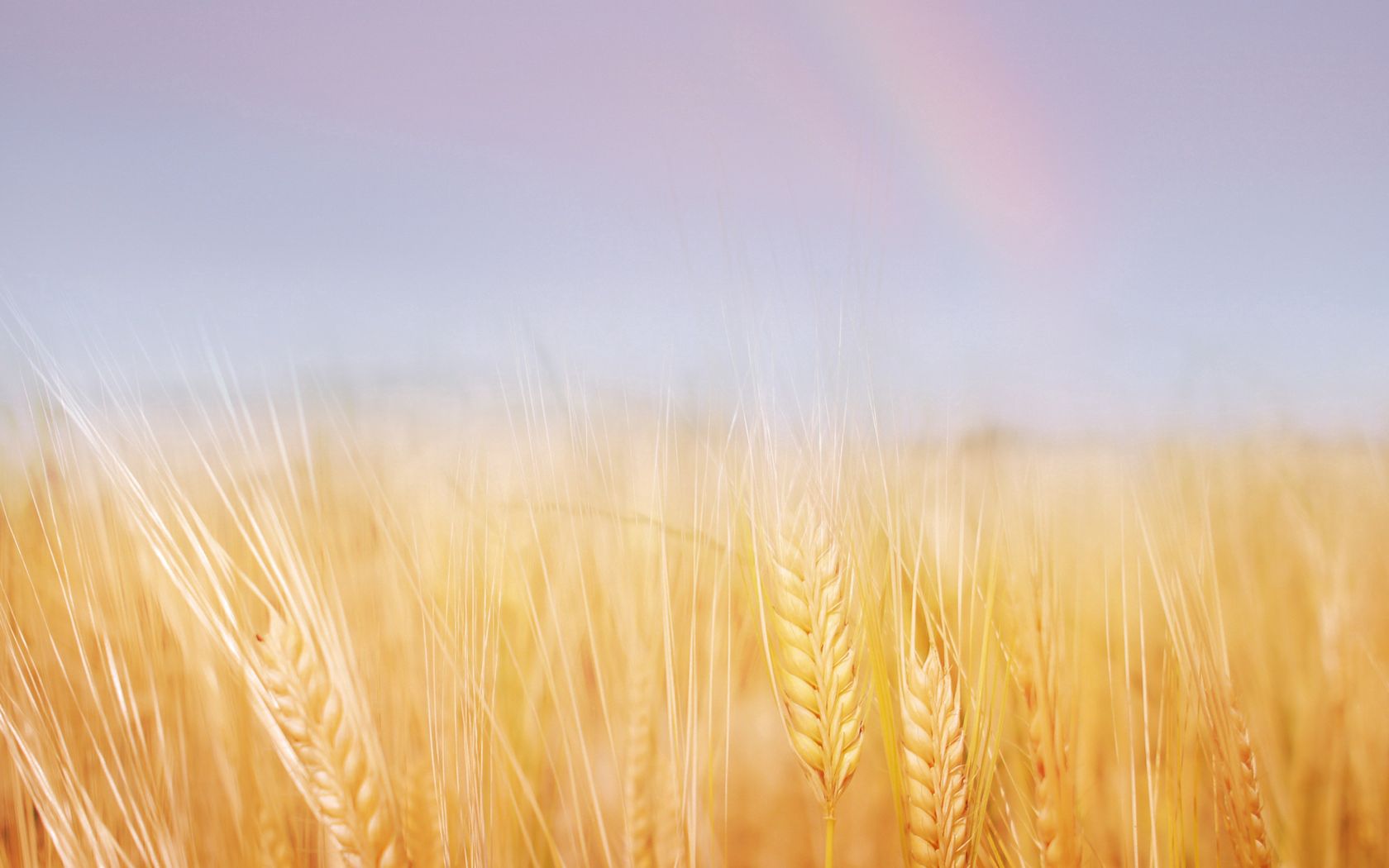 ears, field, wheat, gold, sky, rainbow