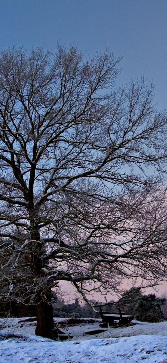 tree, branches, bench, sun, frost, winter