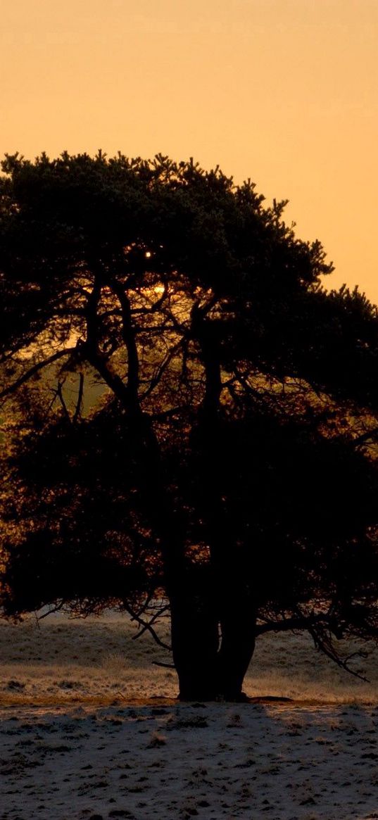 tree, snow, crone, decline, evening