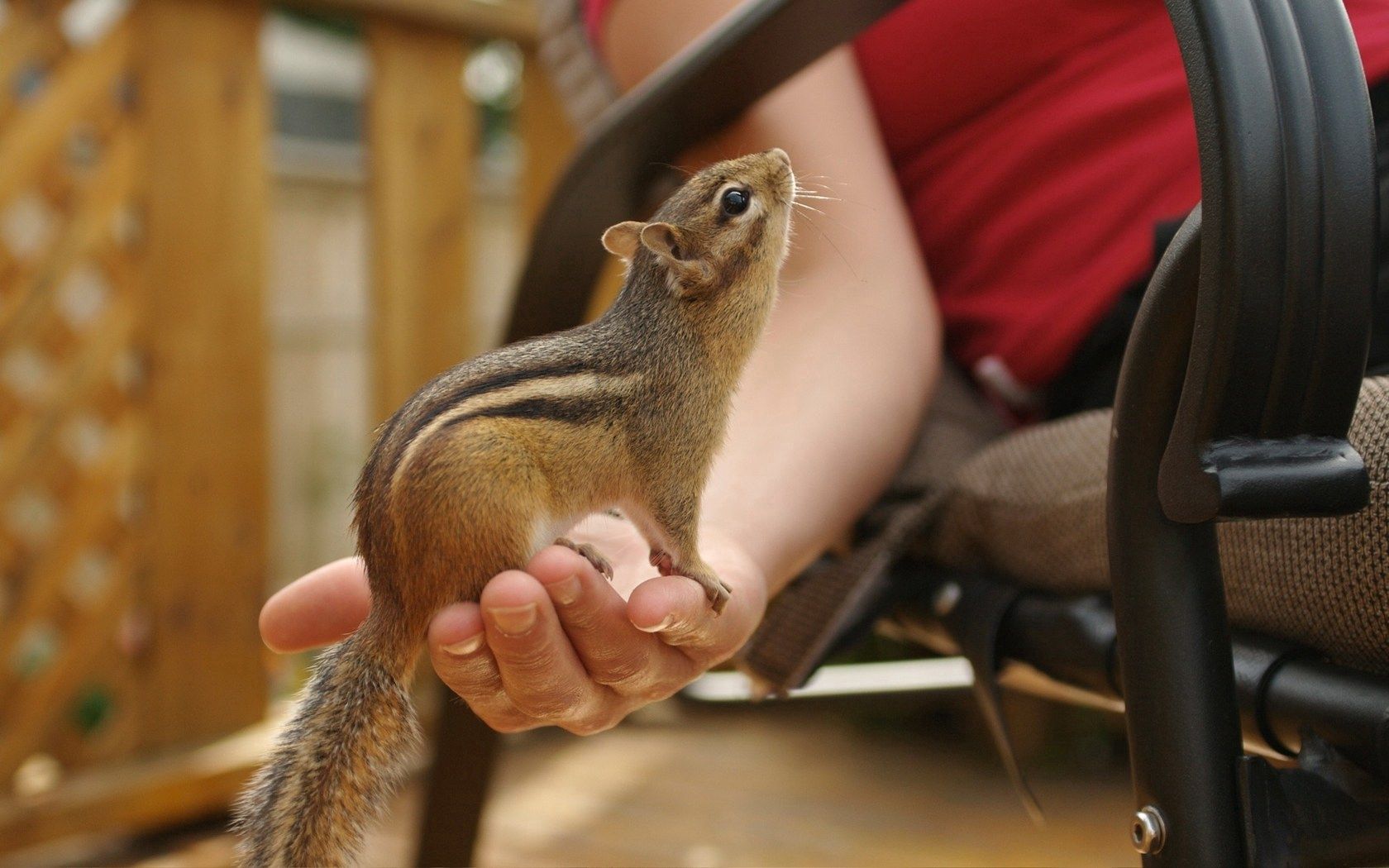 chipmunk, hand, tail, sit