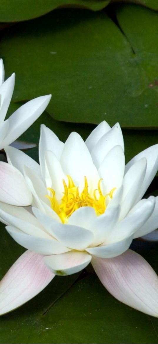 water lilies, white, three, number, leaf