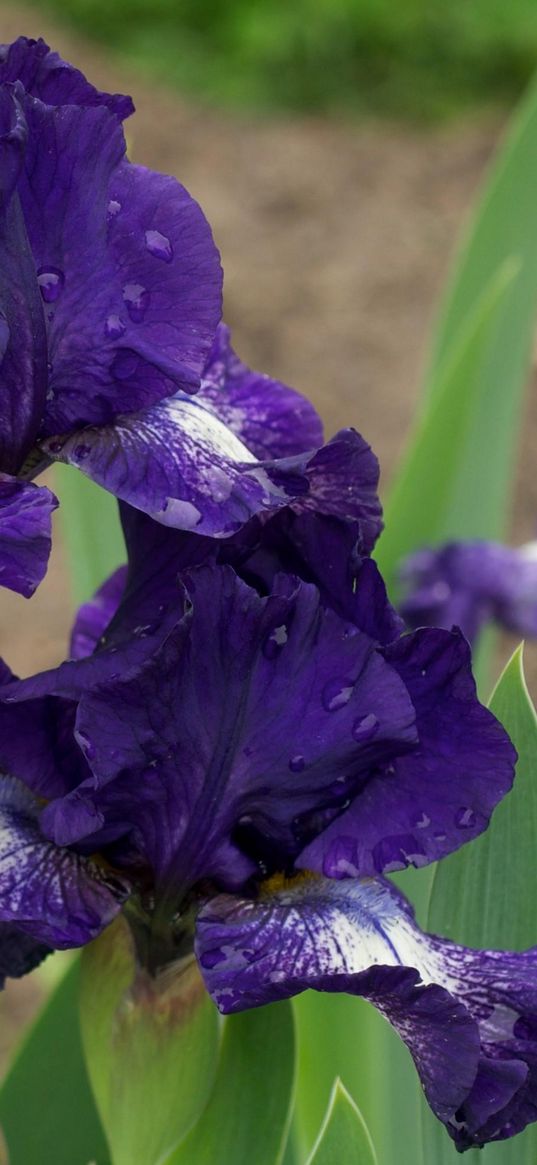 irises, flowers, flowerbed, drops, sharpness