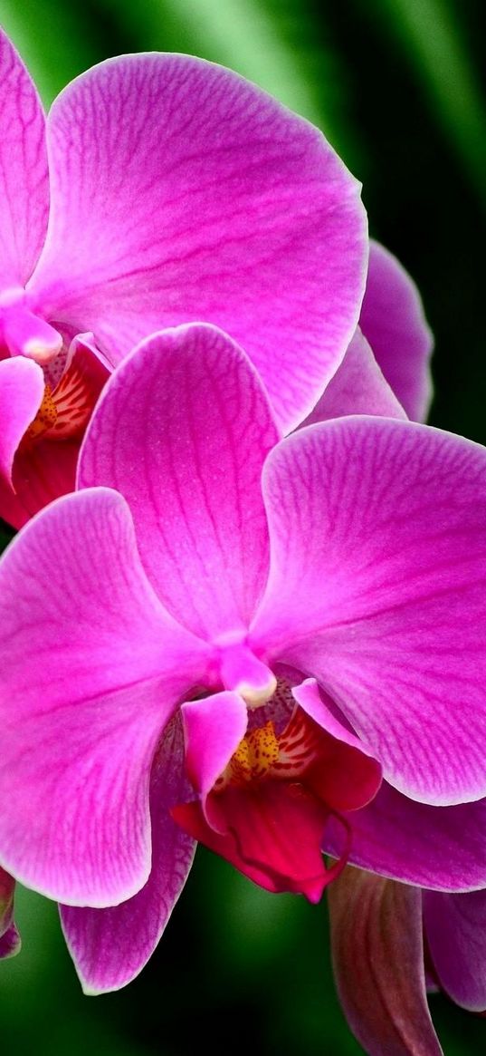 orchid, flower, branch, exotic