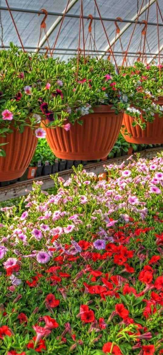 petunia, kalihobriya, flowers, pots, lot, greenhouse