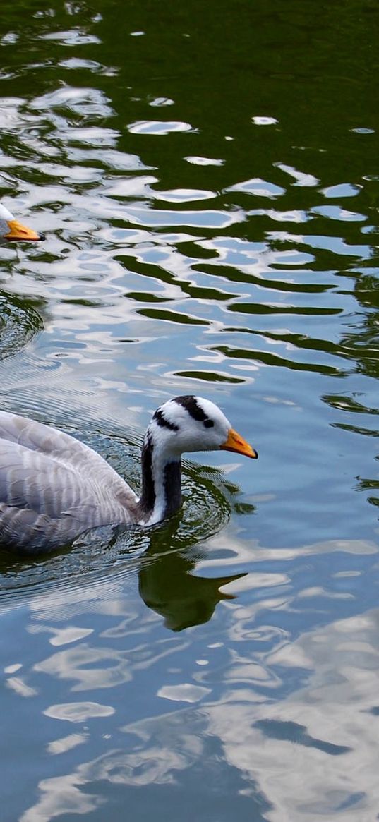 bird, feather, swim, duck, couple