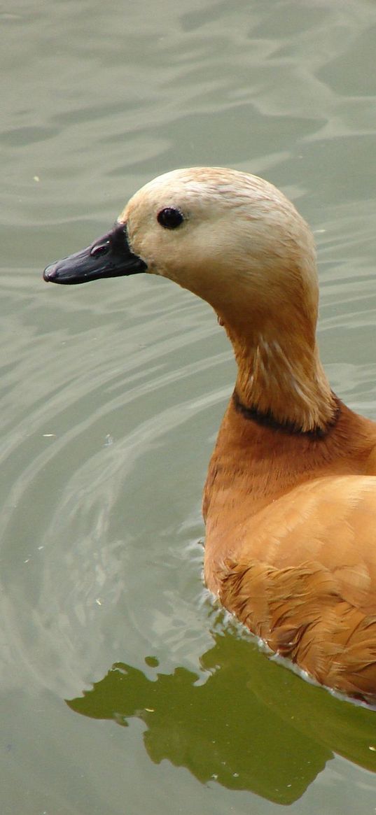 duck, bird, feathers, lake, swim