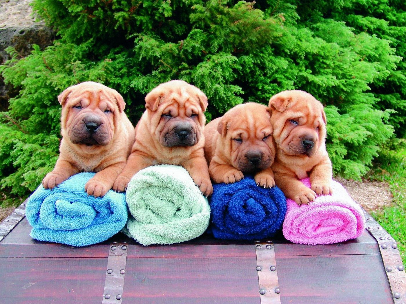 shar pei, puppies, lots of, towels, sit