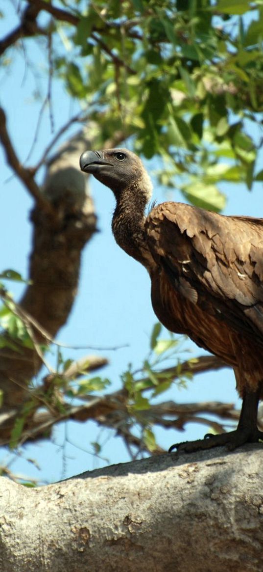 vulture, bird, predator, sitting