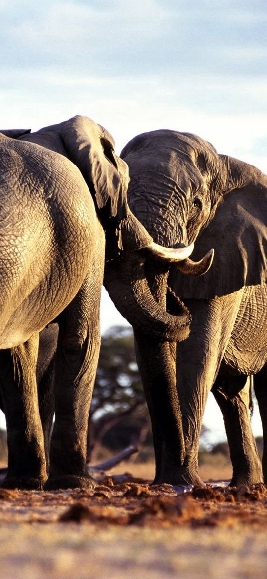 elephants, couple, walk, grass, trees, africa