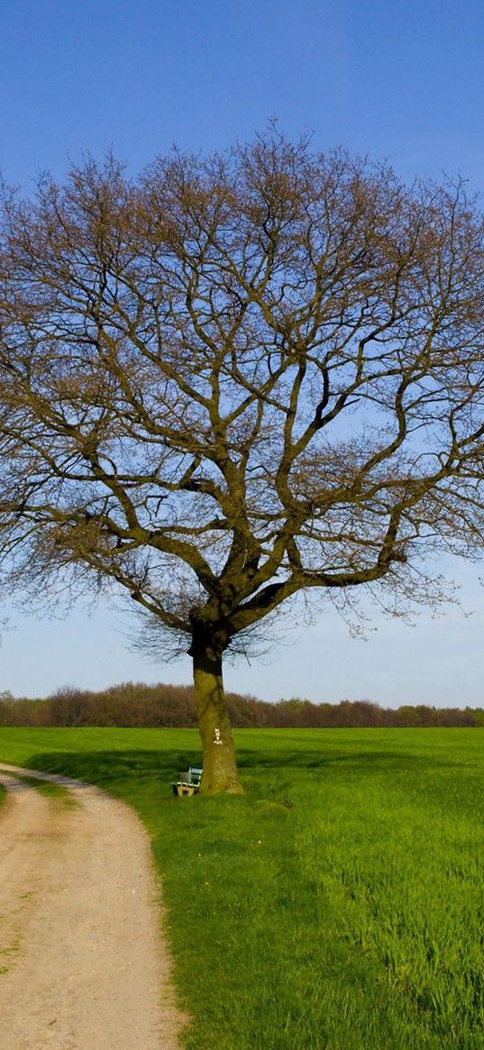 tree, road, field, bench, spring