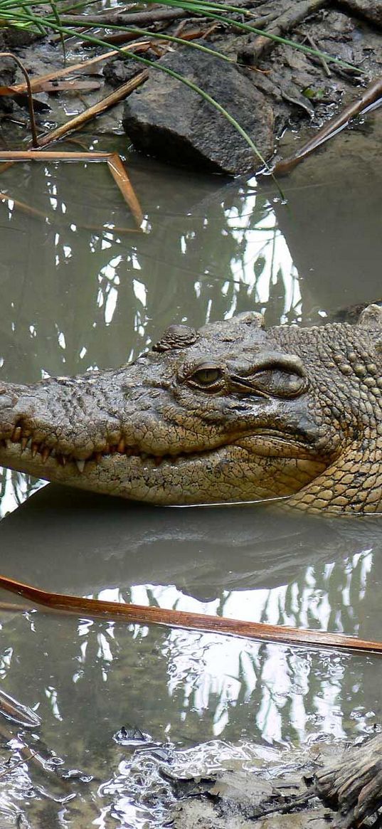 crocodile, mud, water, swim, logs