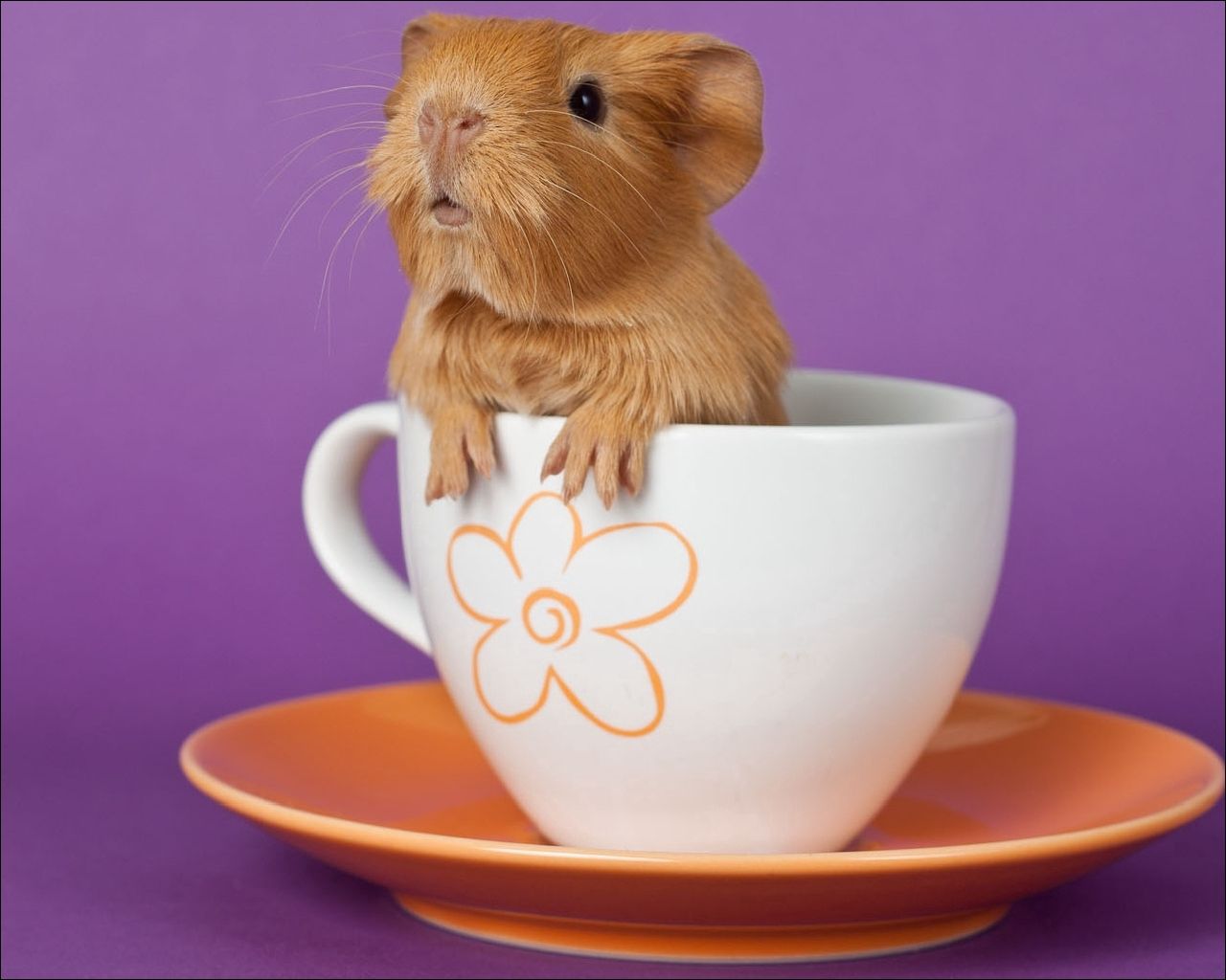 guinea pig, cup, sitting, ears