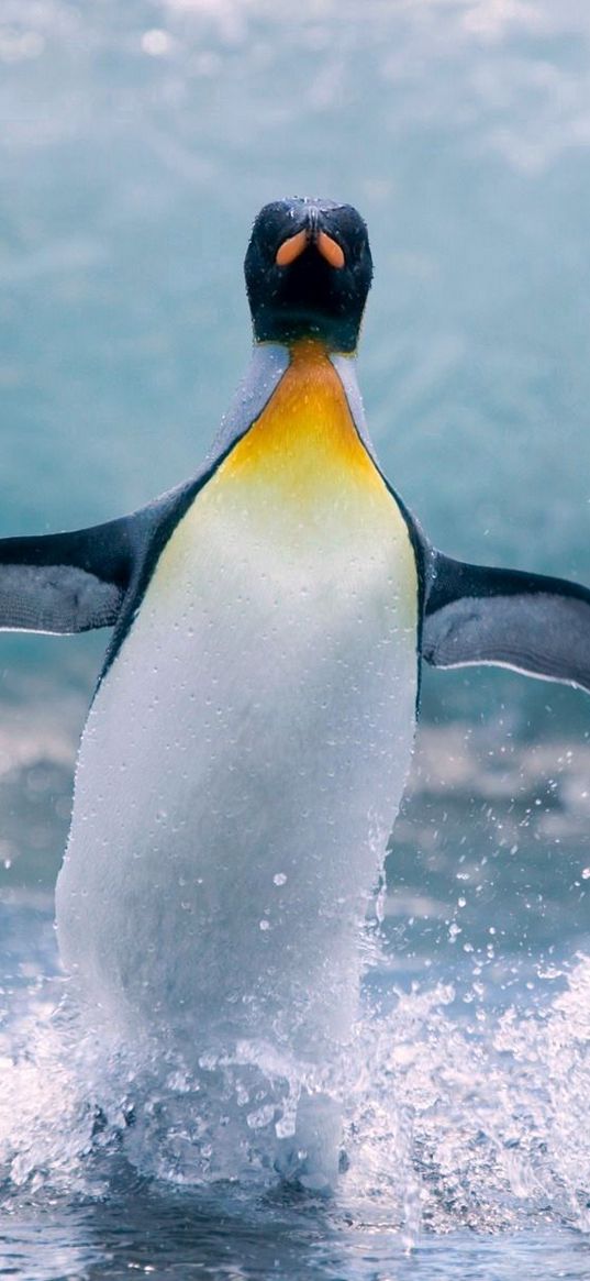 penguin, water, bird, splash