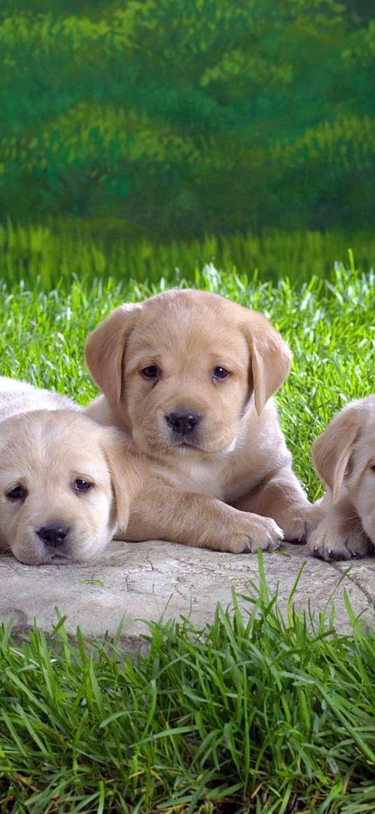 labradors, puppies, grass, lie, many