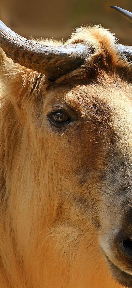 sichuan takin, takin, head, horns