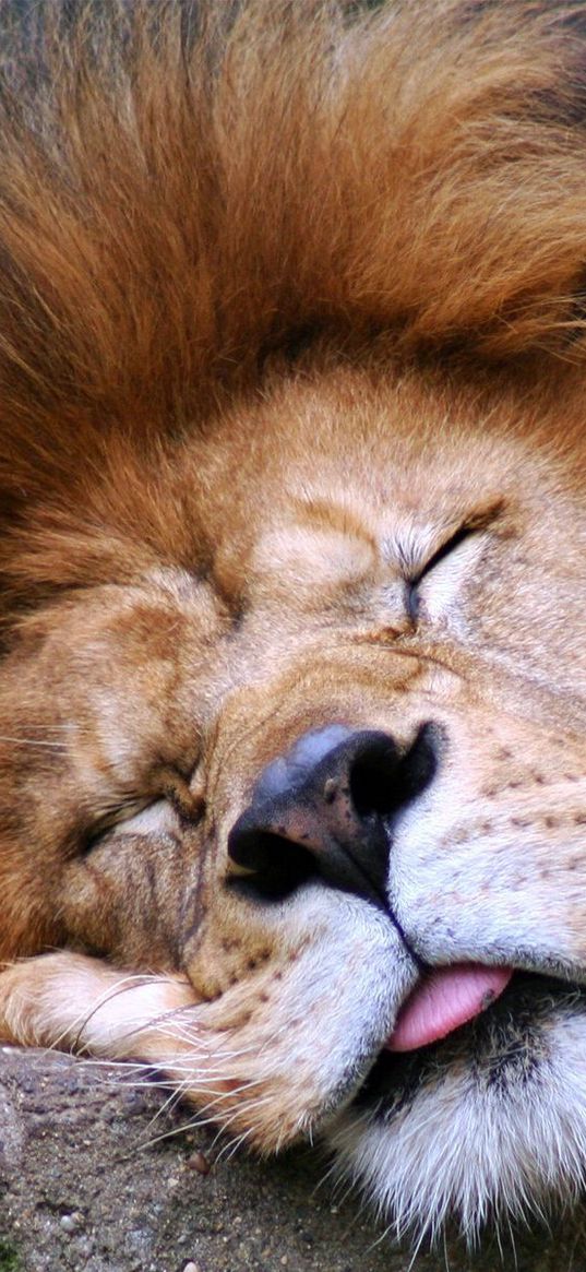 lion, face, sleep, tongue, mane, predator, big cat