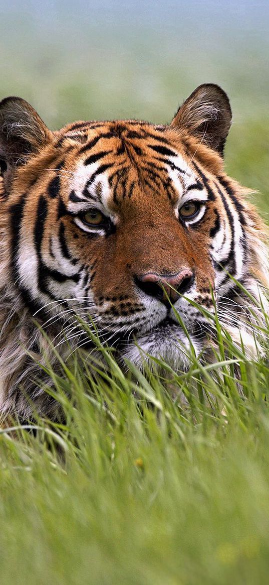 tiger, grass, face, hide