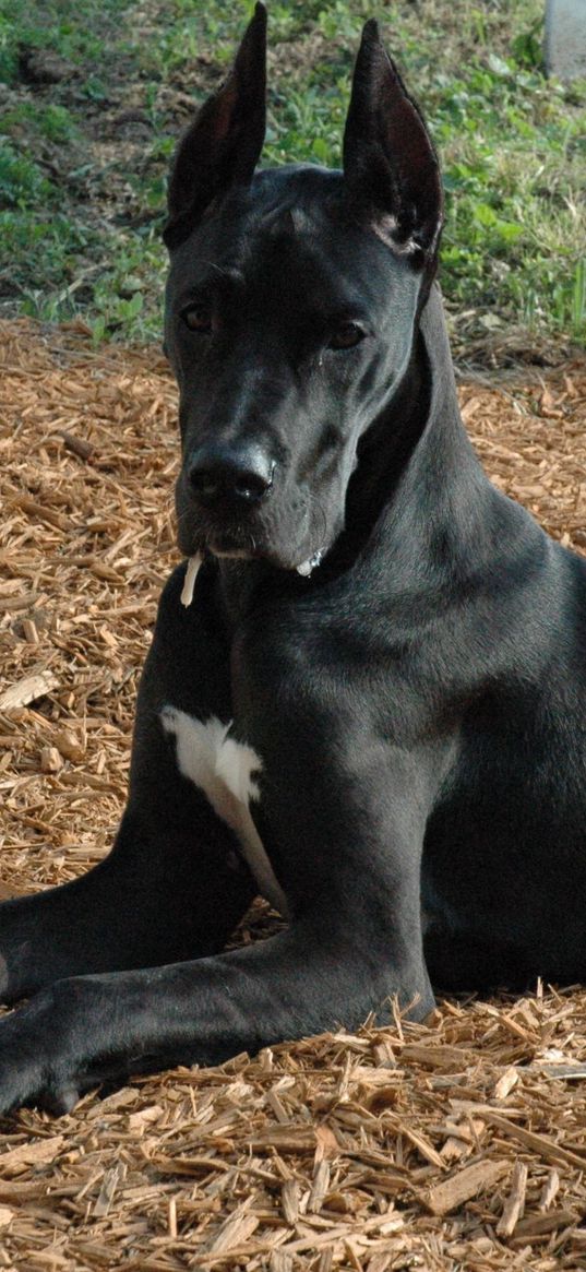 german dog, beautiful, dark, down, dog