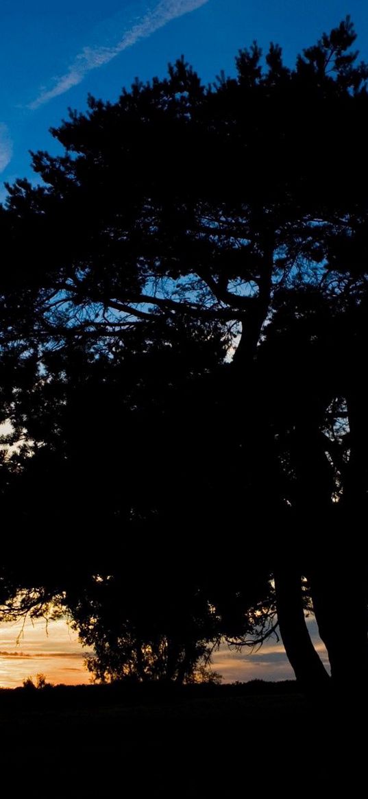 tree, silhouette, twilight, evening, sky, plane, trace