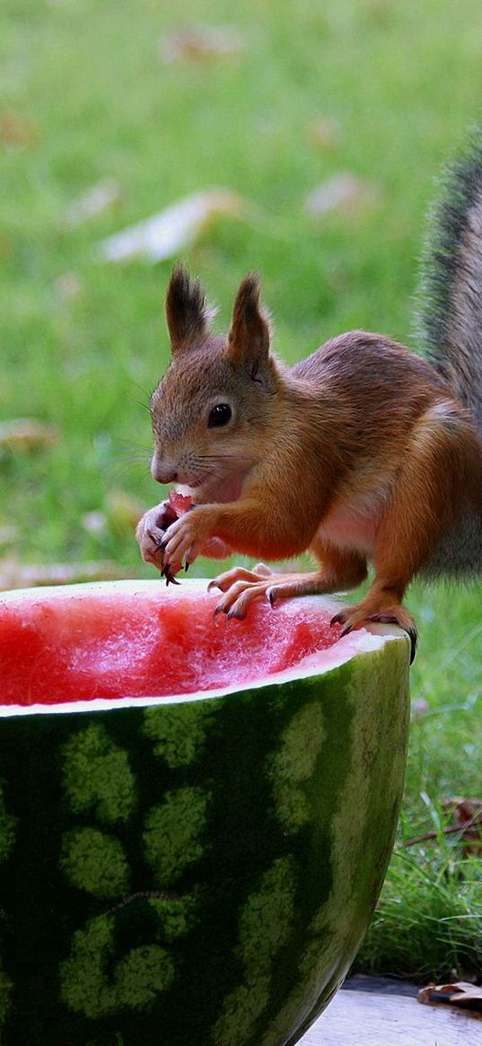 squirrel, watermelon, food, grass