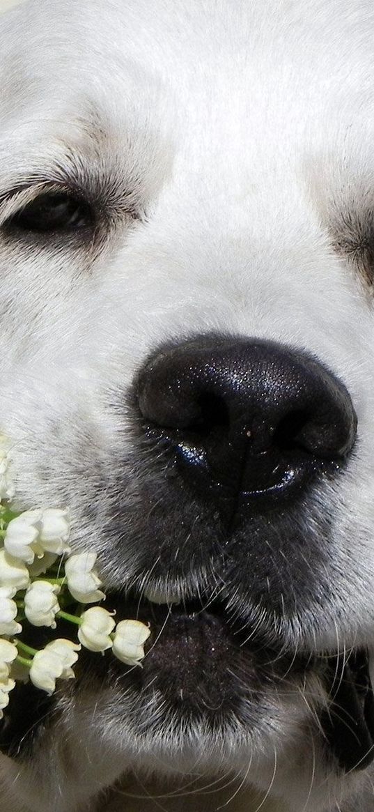 dogs, face, nose, flowers, flower, lily of the valley