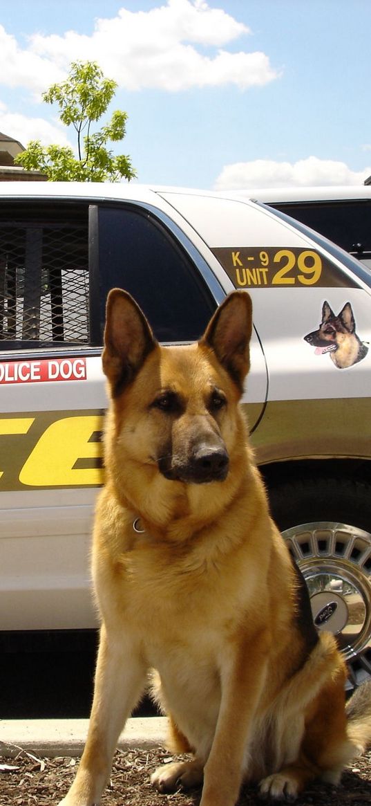 dog, sheepdog, police, car