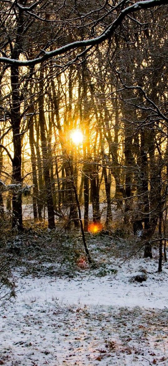 hoarfrost, trees, branches, wood, sun