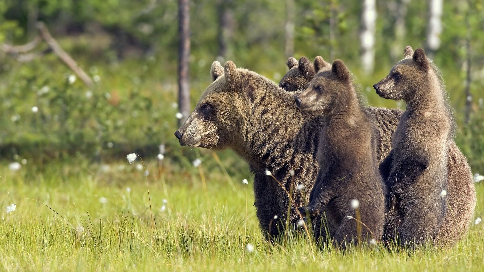 bears, family, babies, walk