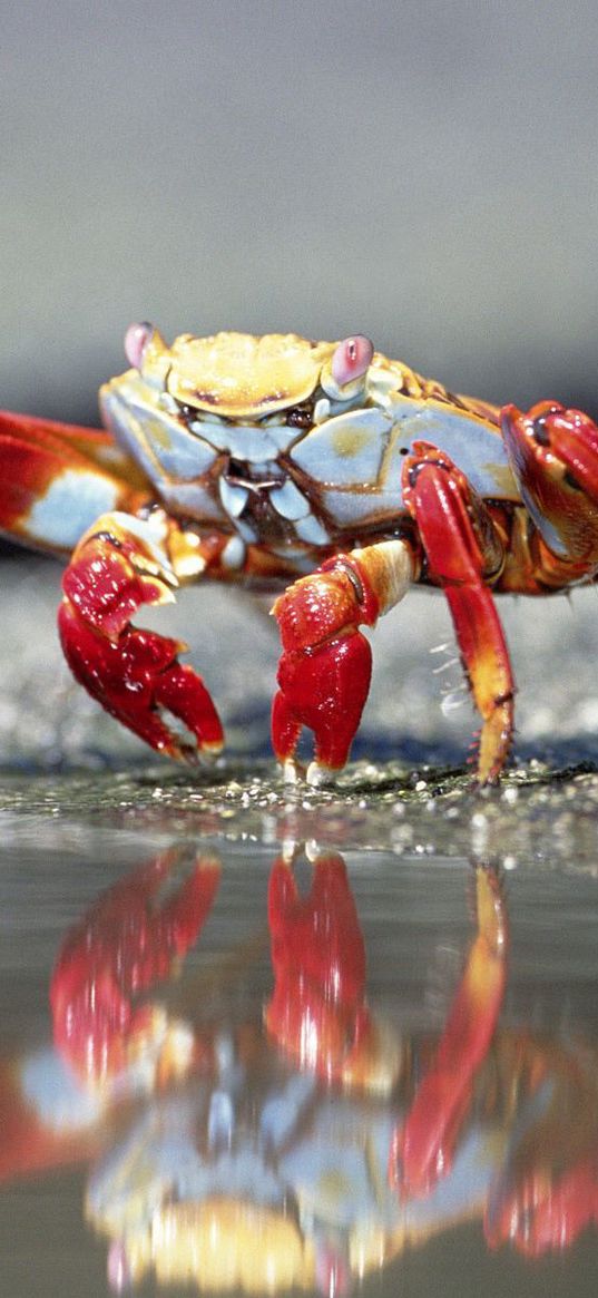 crab, water, claws