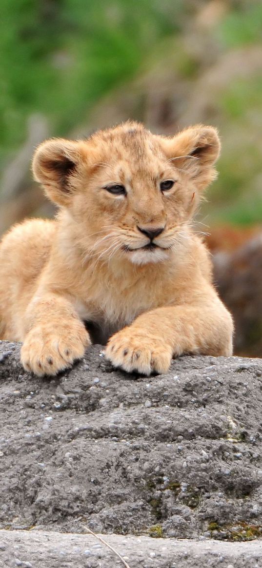 lions, family, cub, face, predators