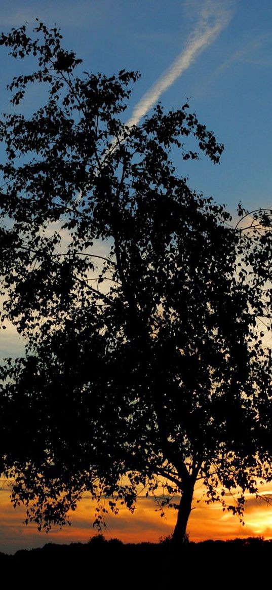 tree, silhouette, horizon, sun, decline, evening