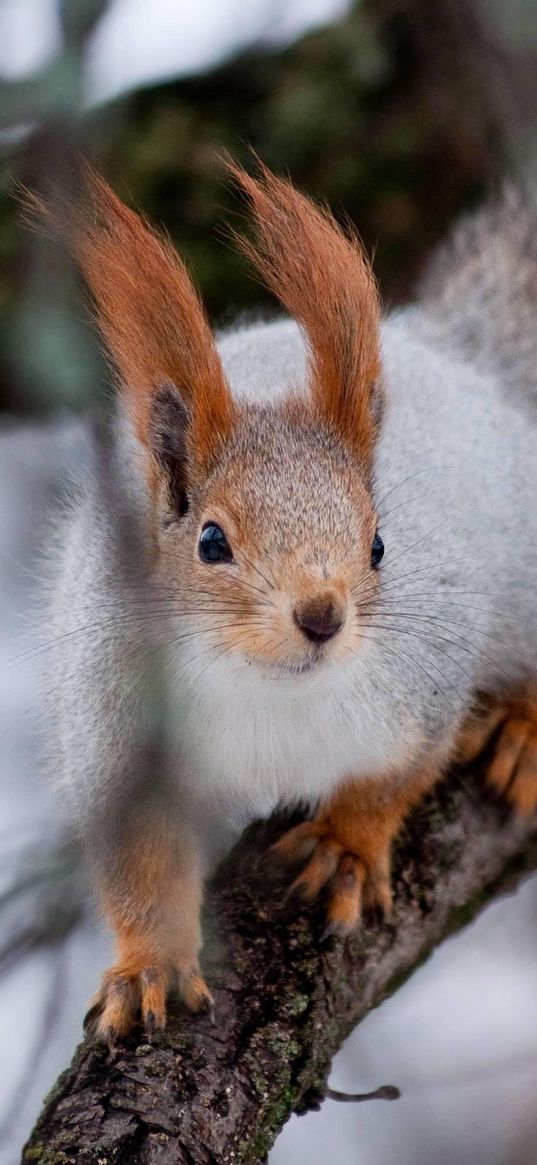 squirrel, wood, twigs, moss, climbing