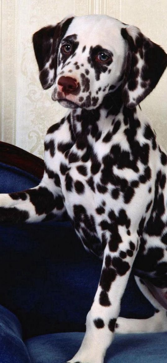 dalmatians, chair, dog, vase, flowers