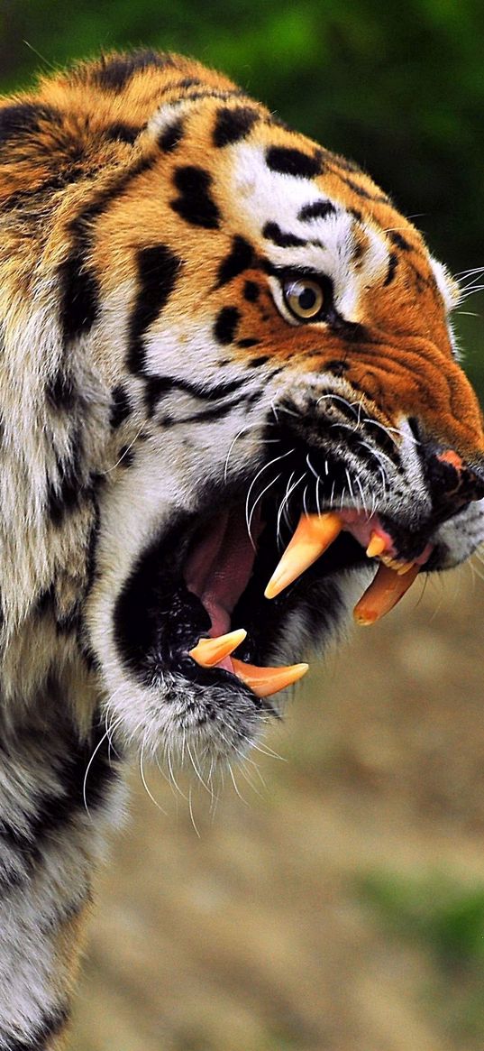 tiger, face, aggression, teeth, predator