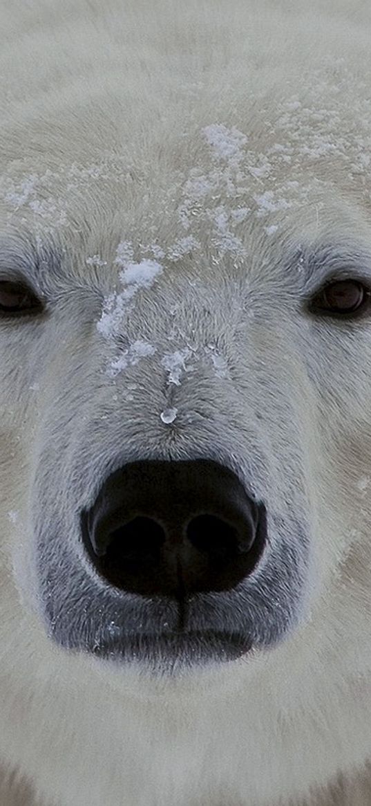 polar bear, face, eyes