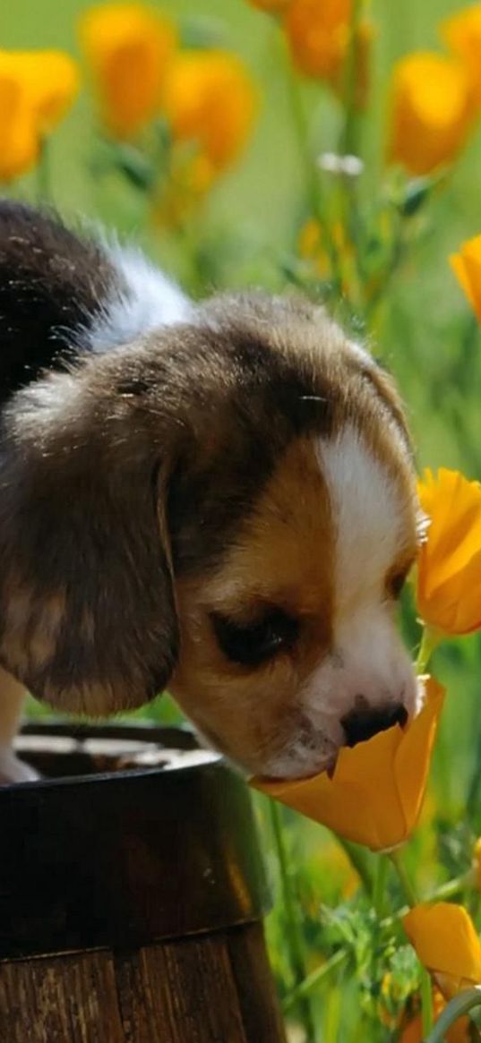 puppy, beagle, spotted, grass