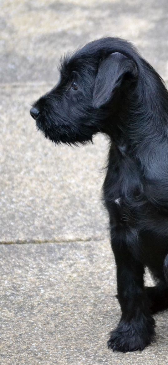 puppy, sit, dark, legs