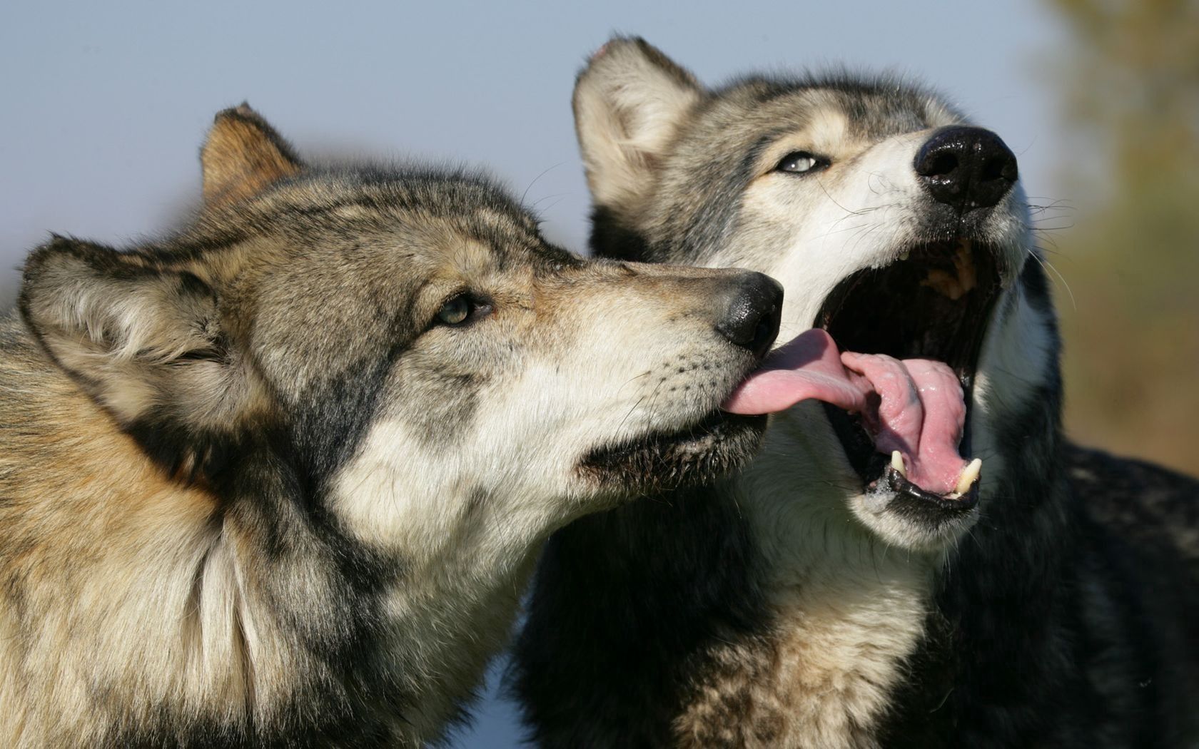 wolves, couple, lick