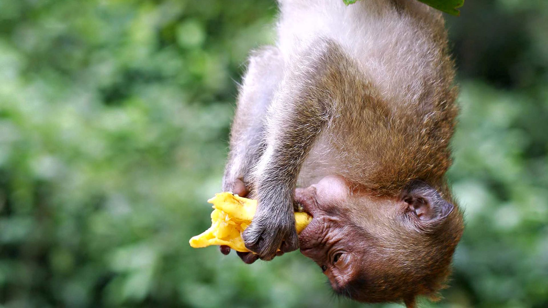 monkey, eating, hanging