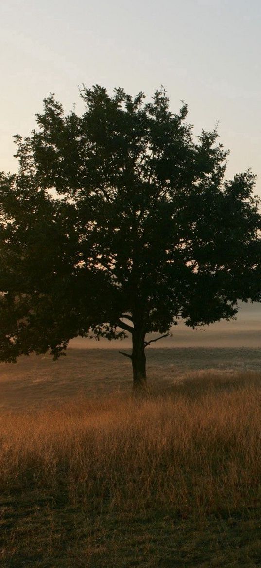 trees, field, fog, grass, morning, freshness