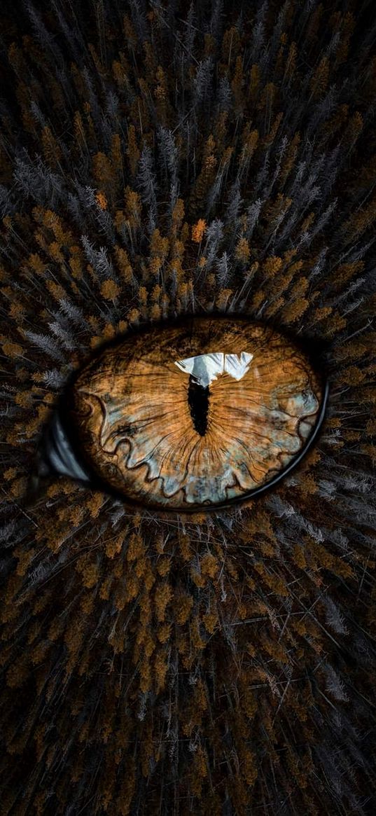 eye, forest, autumn, trees