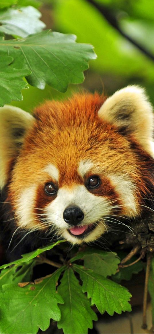 red panda, grass, leaves, branches