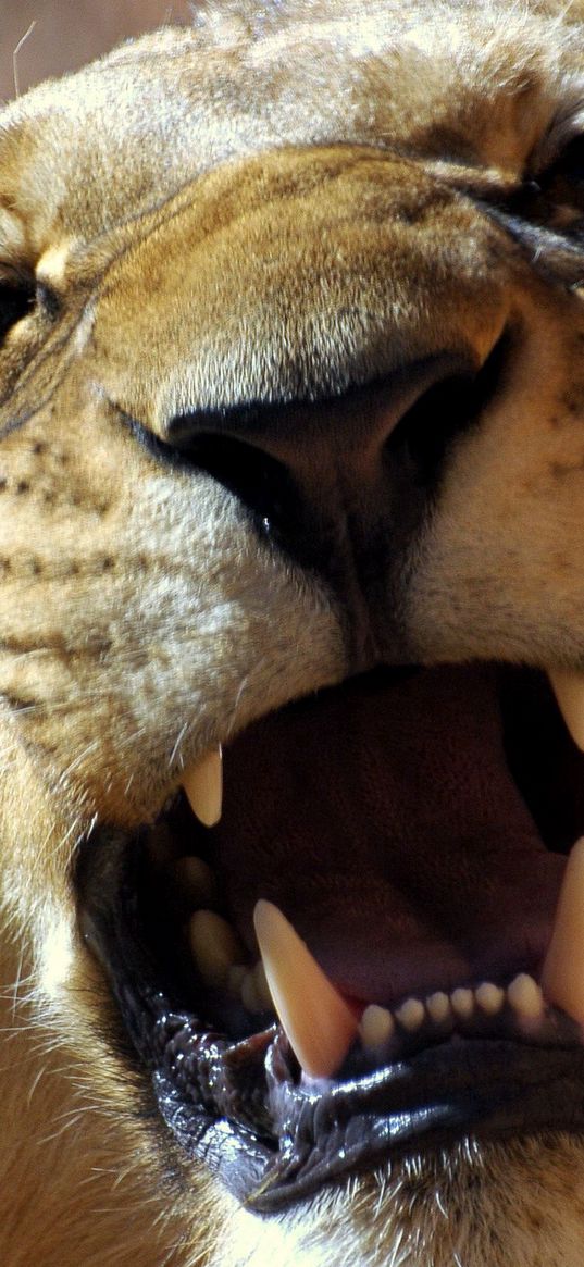 lion, face, teeth, anger, aggression