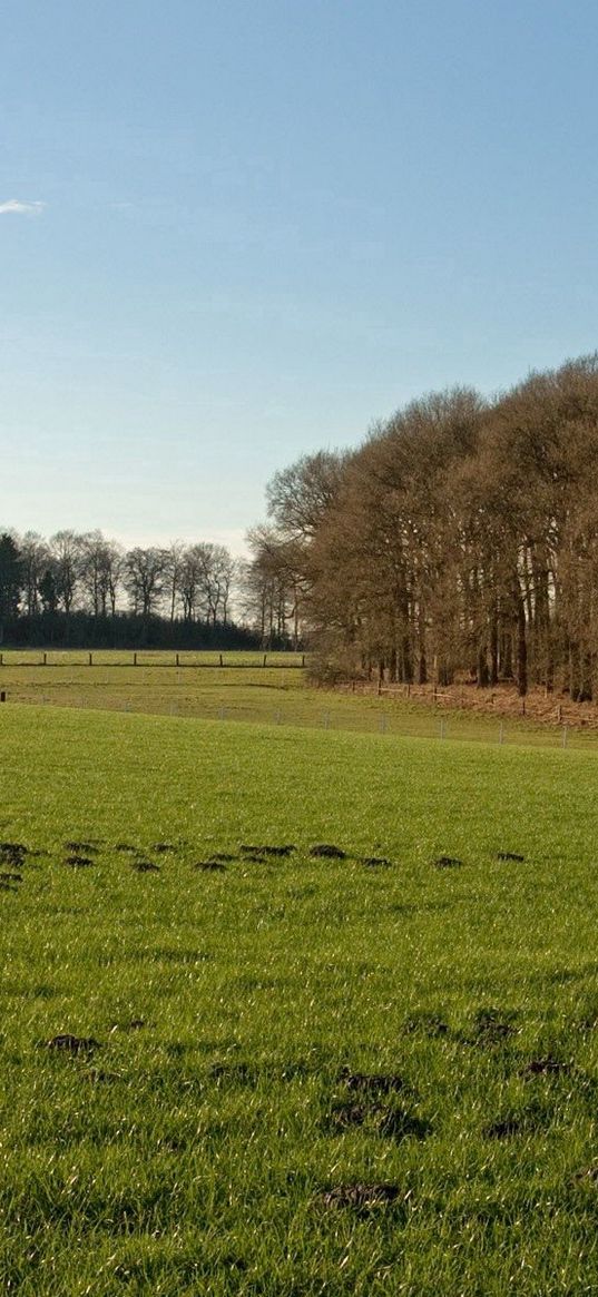 field, grass, autumn, trees, fence