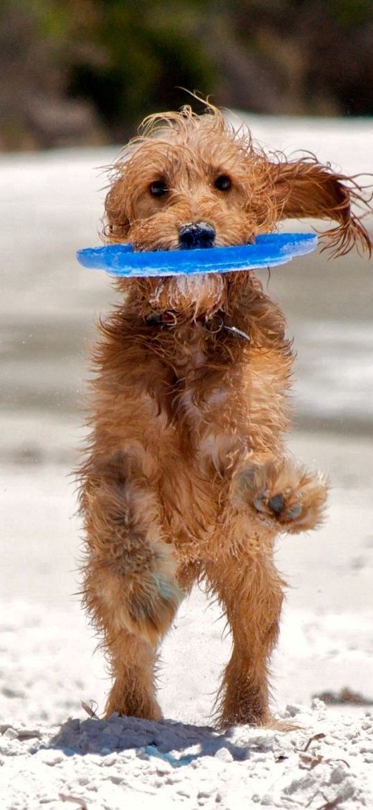 puppy, run, sand, playful