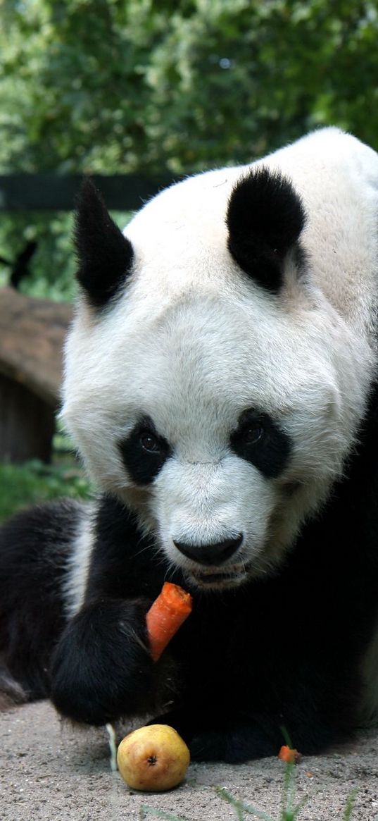 panda, sit, eating