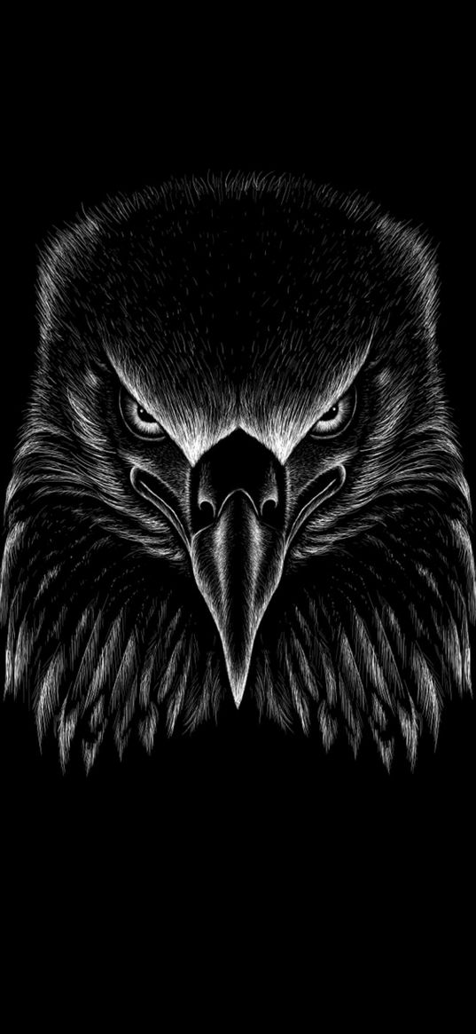 black, background, eagle wallpaper, eagle, art, bird