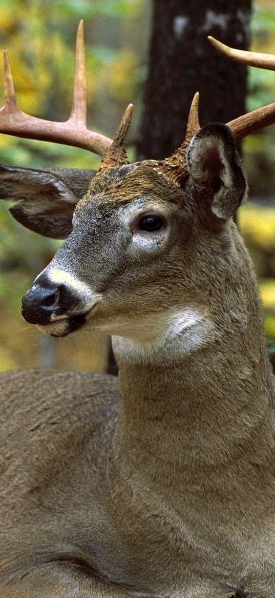 deer, grass, leaves, autumn